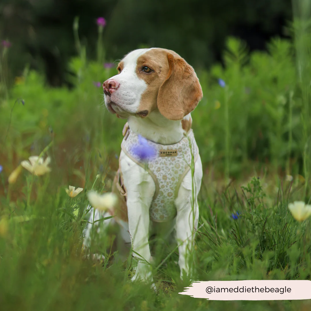 Luxe Garden Meadow Adjustable Neck Harness, Lead & Collar Bundle - Image 19