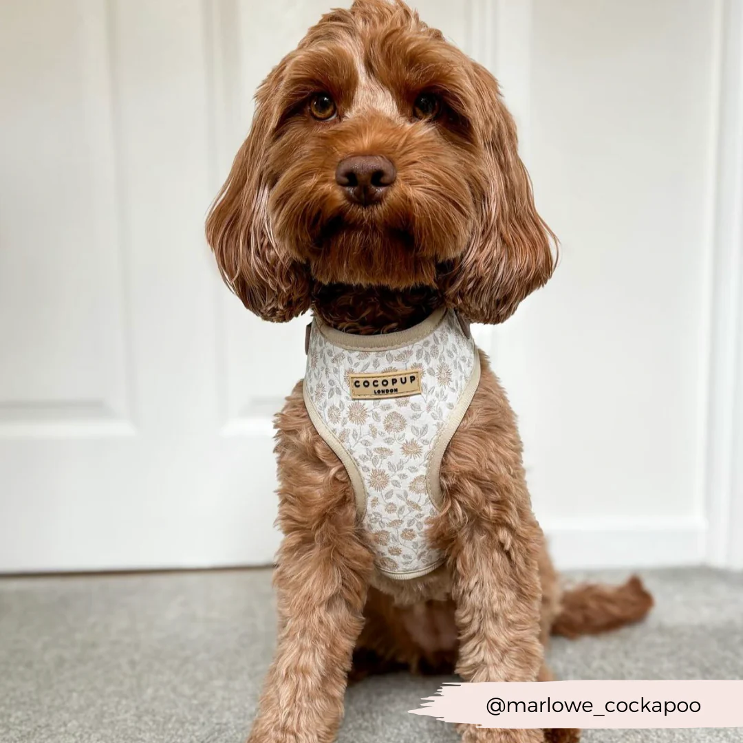 Luxe Garden Meadow Adjustable Neck Harness, Lead & Collar Bundle - Image 27
