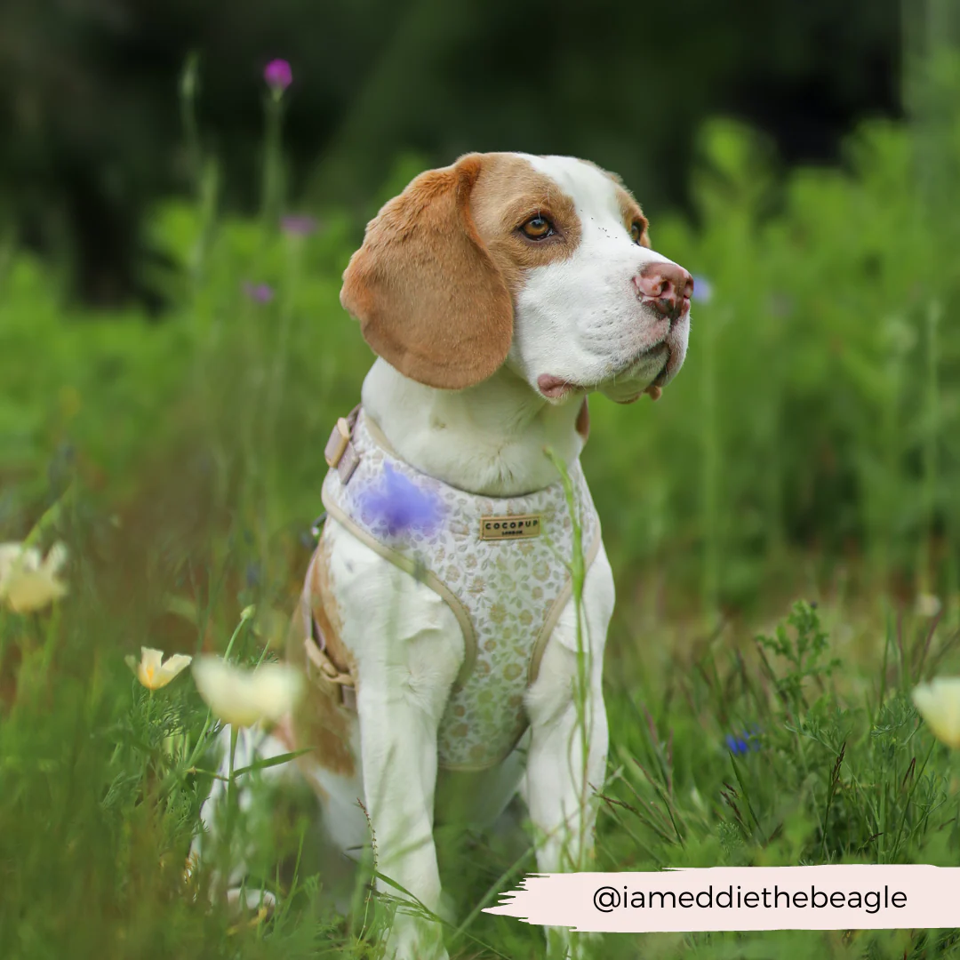 Luxe Garden Meadow Adjustable Neck Harness, Lead & Collar Bundle - Image 33