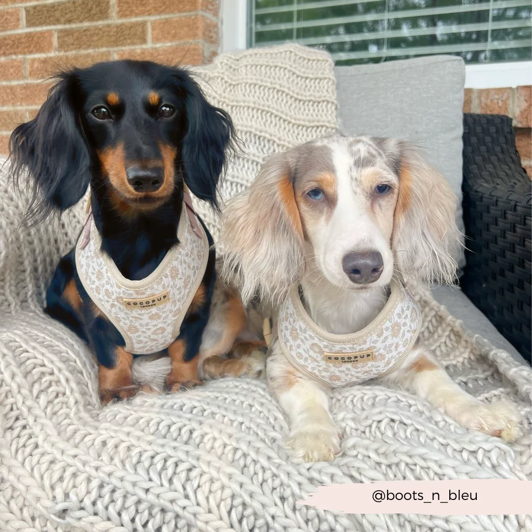 Luxe Garden Meadow Adjustable Neck Harness, Lead & Collar Bundle - Image 36