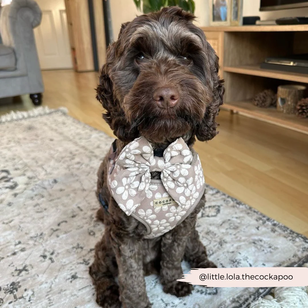 Luxe Mocha Flower Adjustable Neck Harness, Lead & Collar Bundle - Image 31
