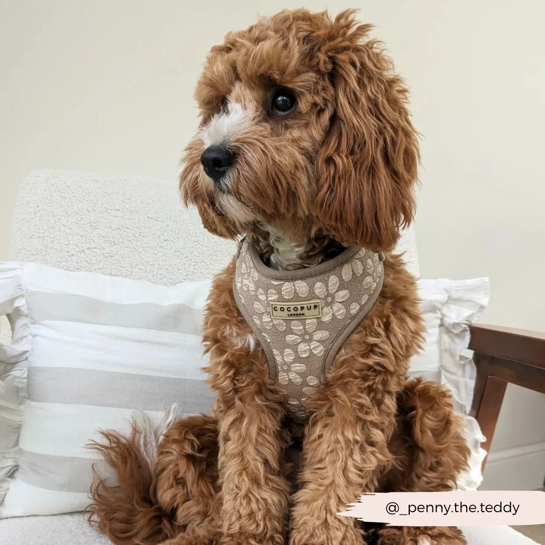 Luxe Mocha Flower Adjustable Neck Harness, Lead & Collar Bundle - Image 40