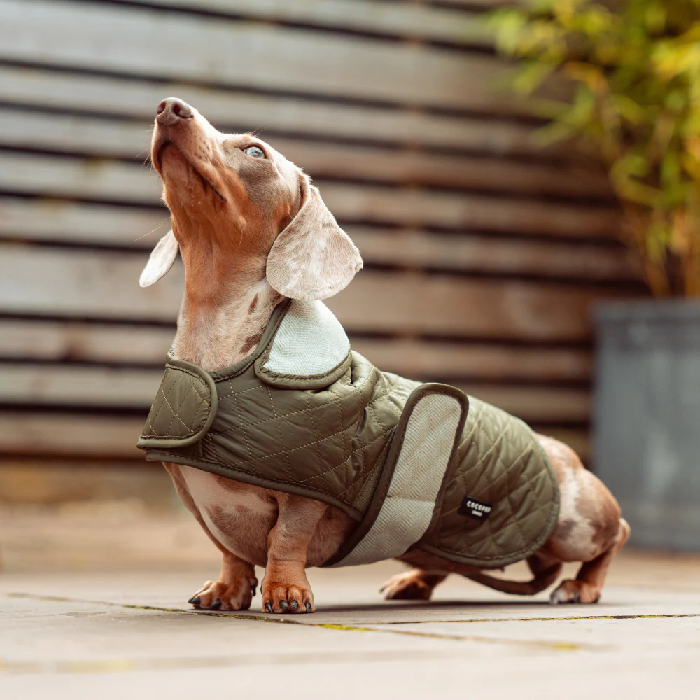 Quilted Dog Coat - Country Khaki - Image 9