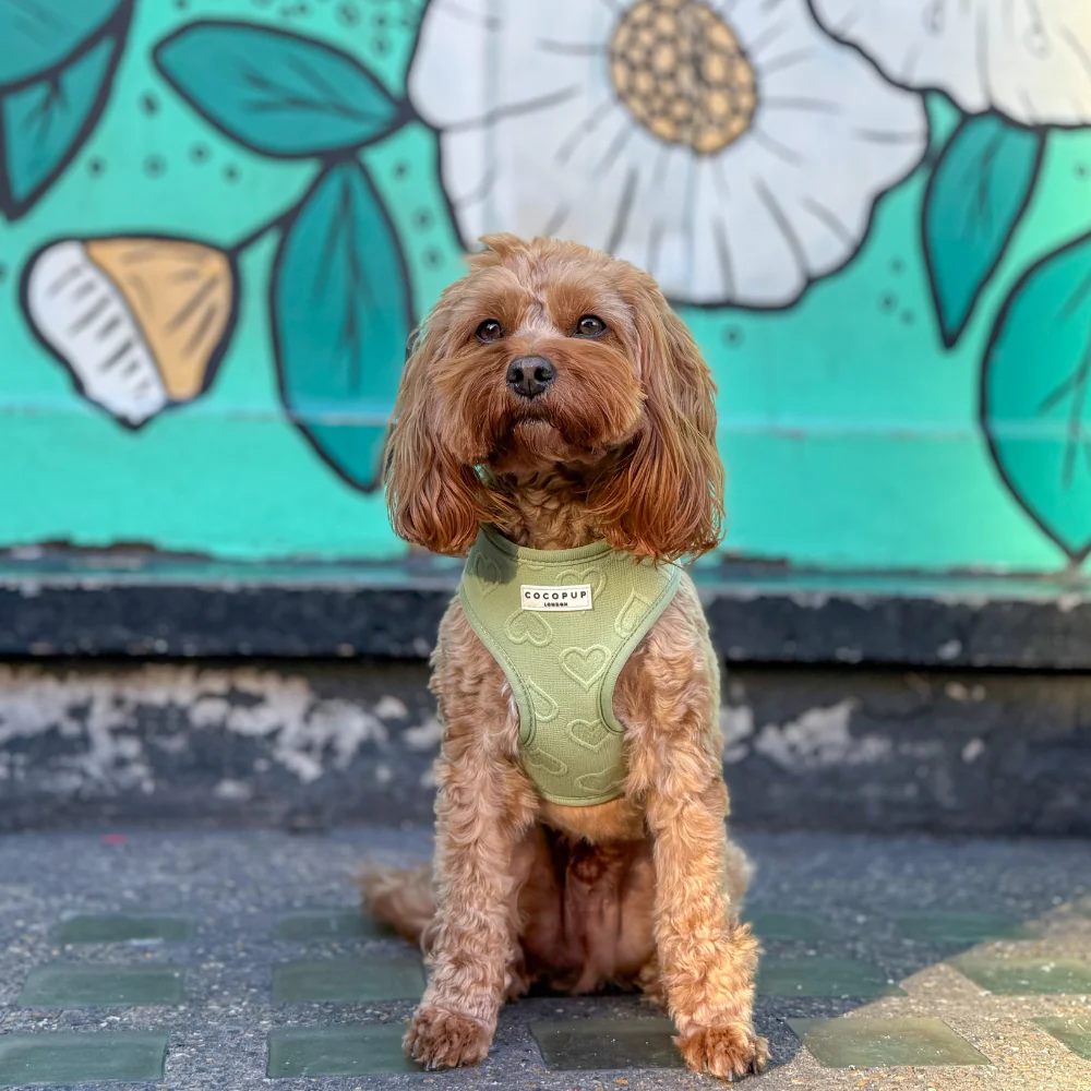 Luxe Adjustable Neck HARNESS - Sage Heart - Image 36