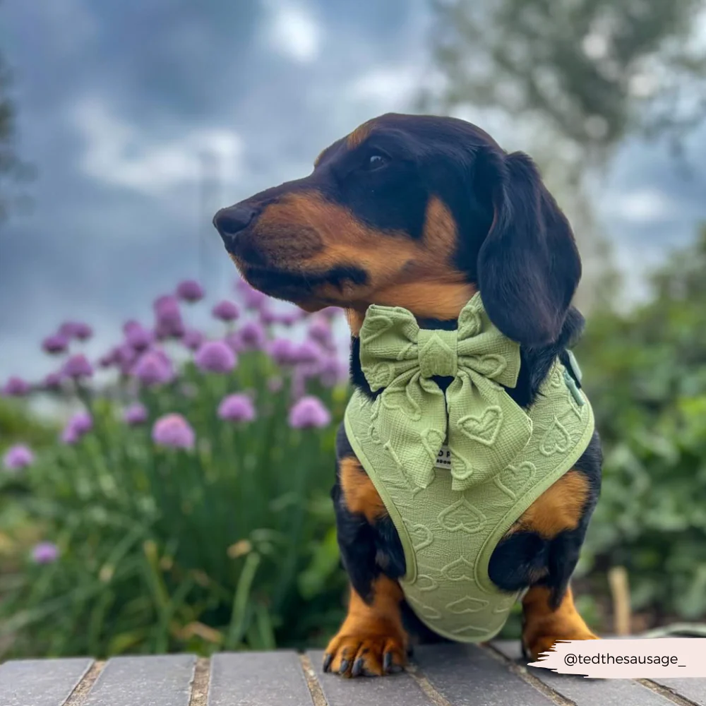 Luxe Sailor Bow Tie - Sage Heart - Image 6