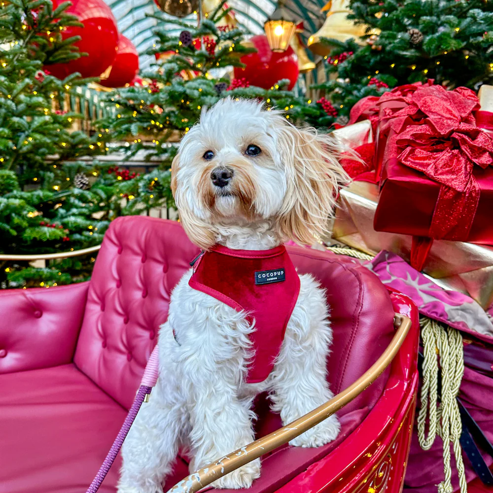 Luxe Velvet Adjustable Neck Harness, Lead & Collar Bundle - Berry Red - Image 10