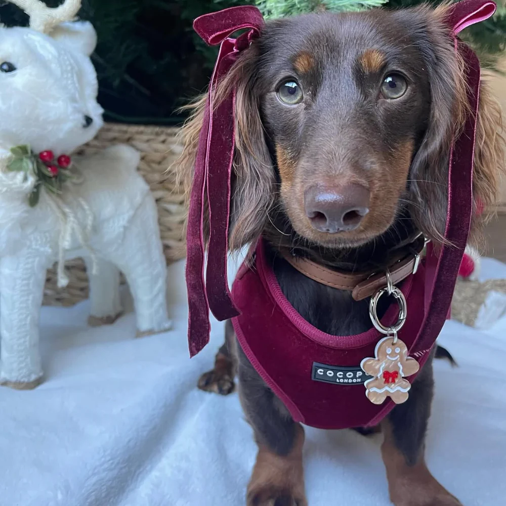 Luxe Velvet Adjustable Neck Harness, Lead & Collar Bundle - Berry Red - Image 12