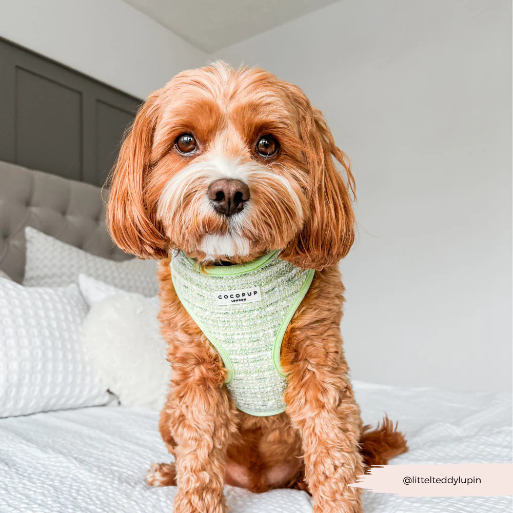 Matcha Textured Tweed Adjustable Neck HARNESS - Image 9