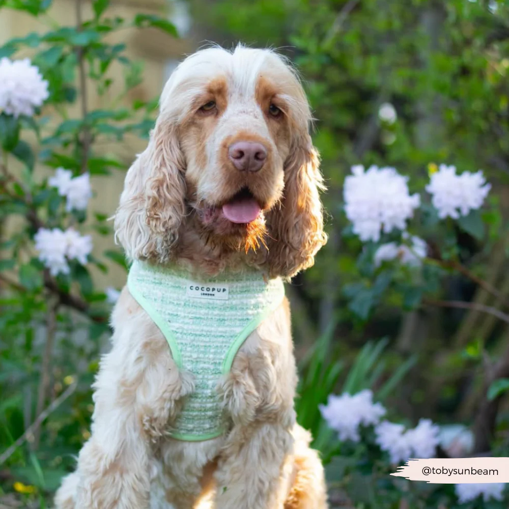 Matcha Textured Tweed Adjustable Neck HARNESS - Image 14