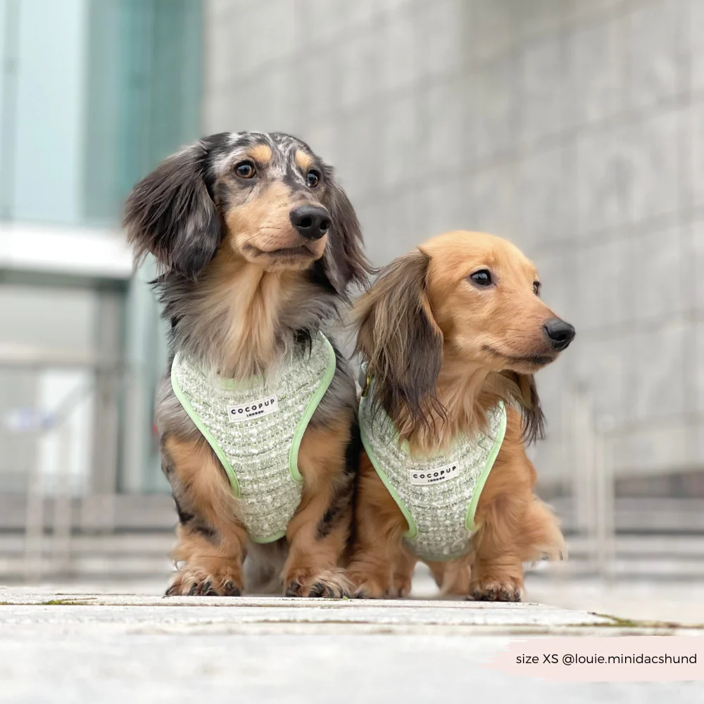 Matcha Textured Tweed Adjustable Neck Harness, Lead & Collar Bundle - Image 6