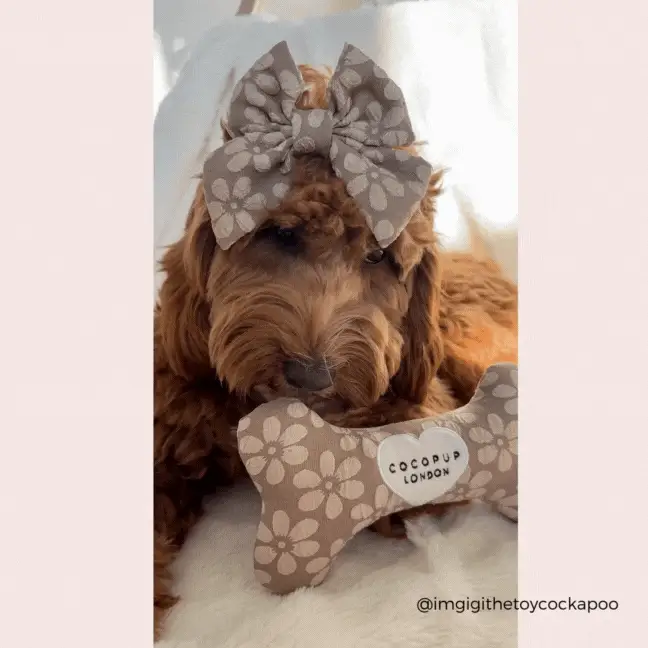 Mocha Flower Bone Toy - Image 9