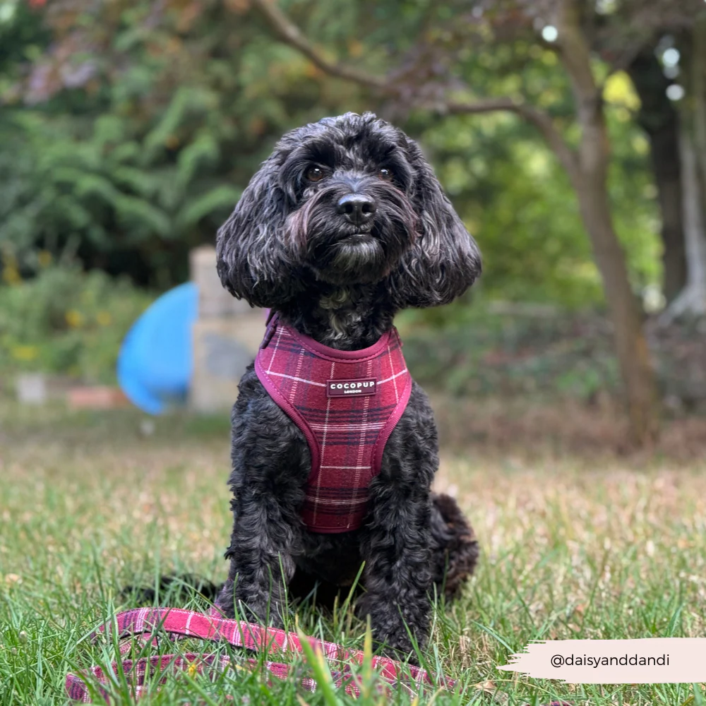 Mulberry Plaid Adjustable Neck Harness, Lead & Collar Bundle - Image 11