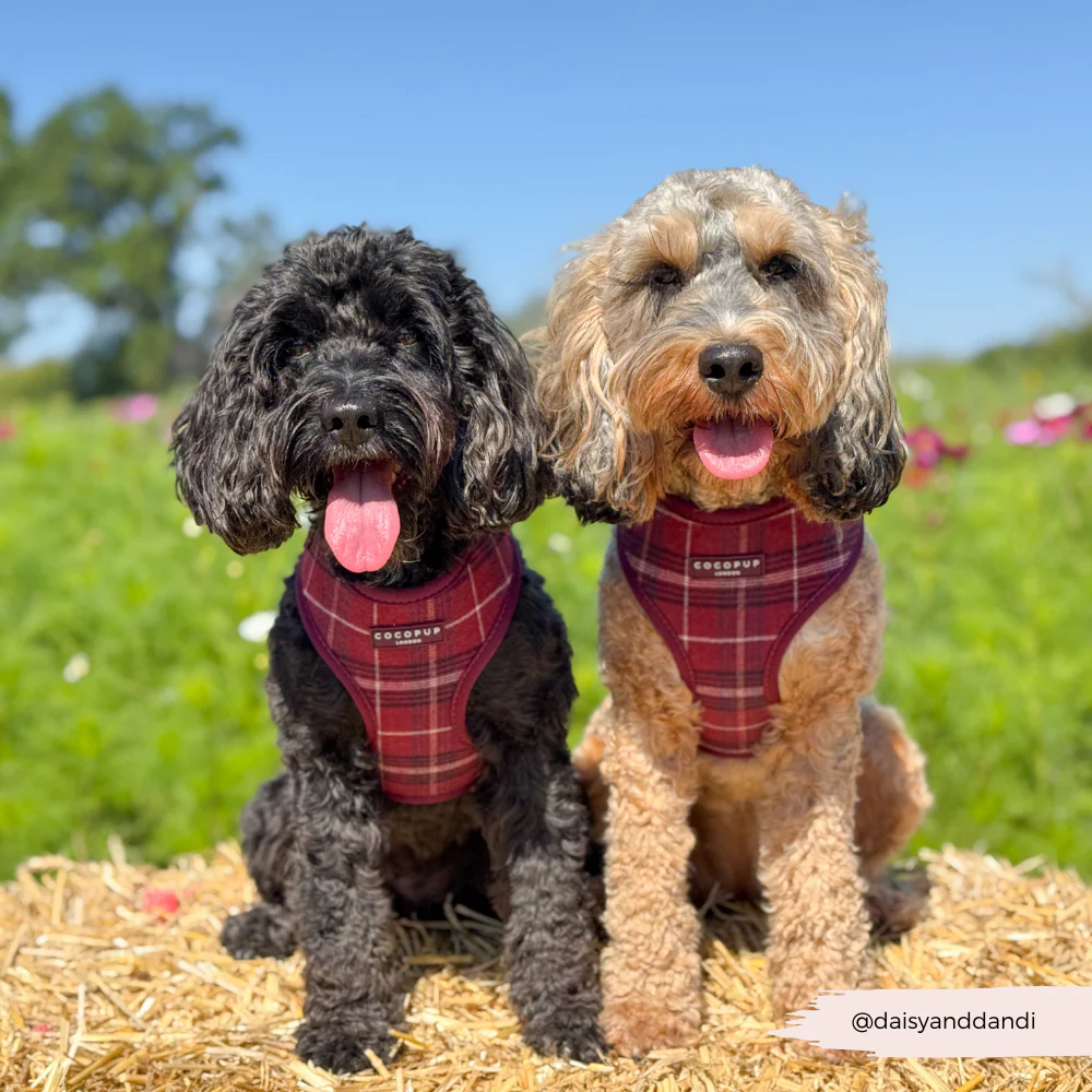 Mulberry Plaid Adjustable Neck Harness, Lead & Collar Bundle - Image 12
