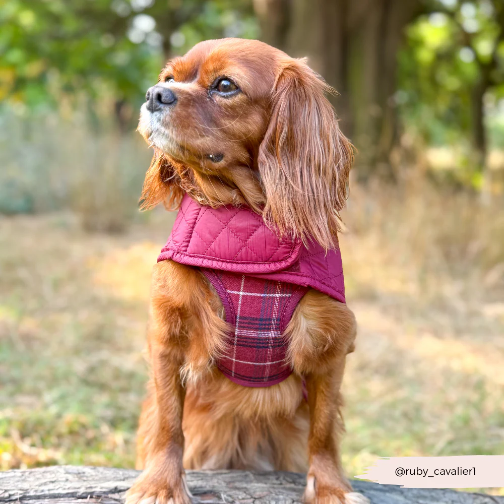 Mulberry Plaid Adjustable Neck Harness, Lead & Collar Bundle - Image 13