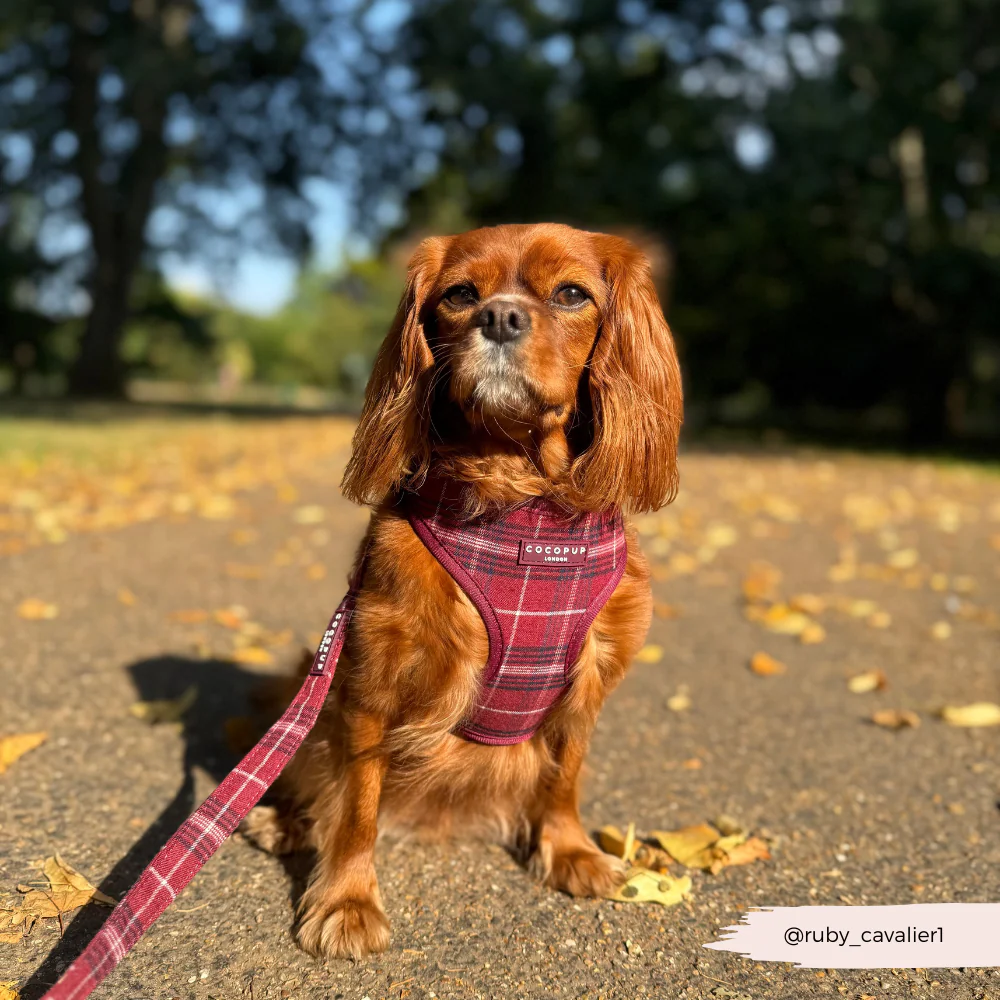 Mulberry Plaid Lead - Image 3