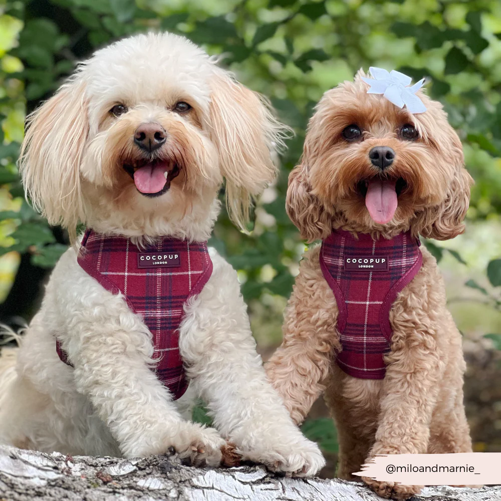 Mulberry Plaid Adjustable Neck Harness, Lead & Collar Bundle - Image 17