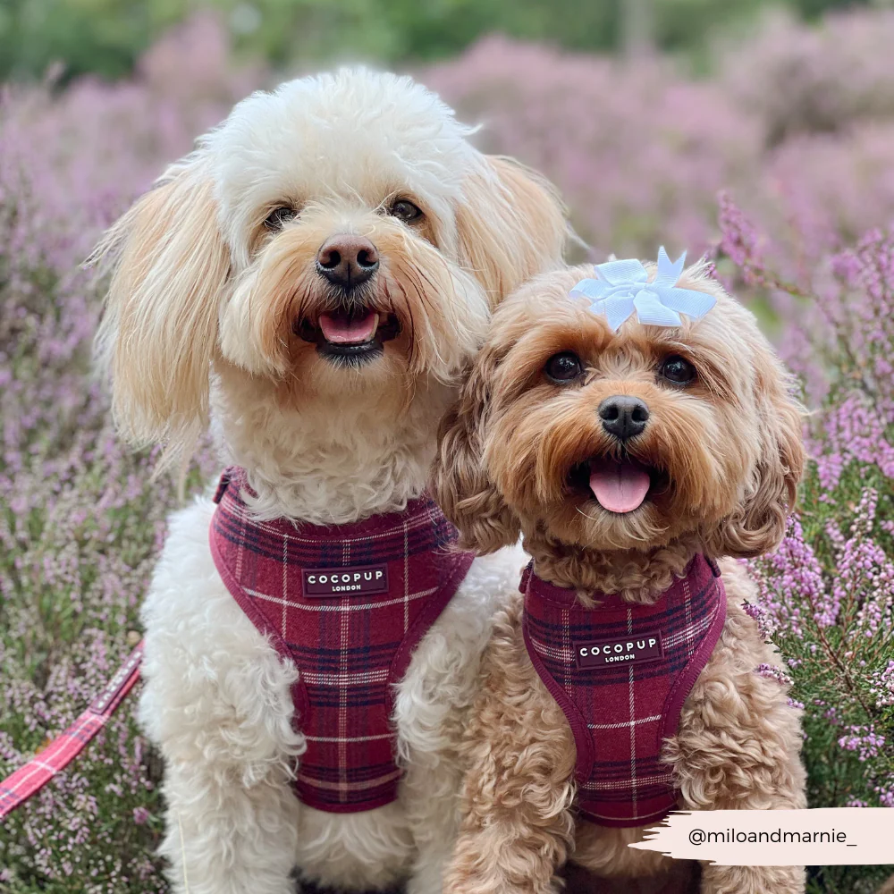 Mulberry Plaid Adjustable Neck Harness, Lead & Collar Bundle - Image 19