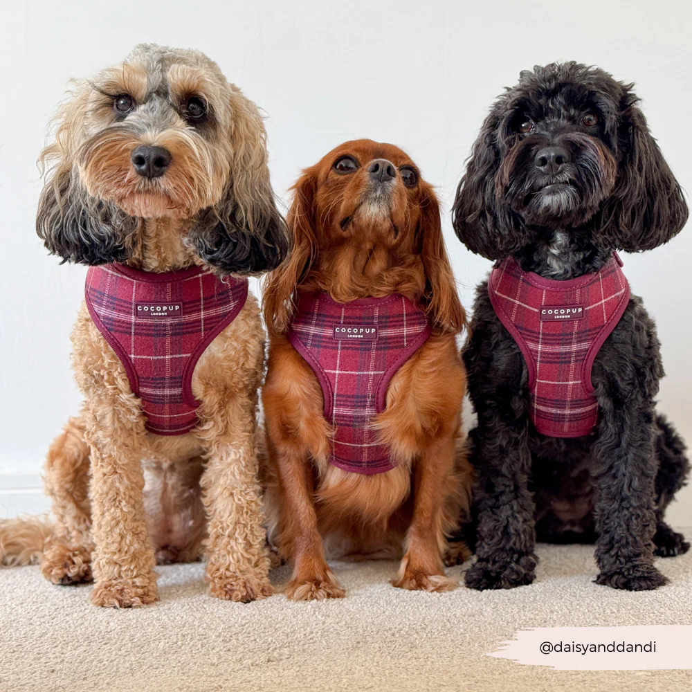 Mulberry Plaid Adjustable Neck Harness, Lead & Collar Bundle - Image 20