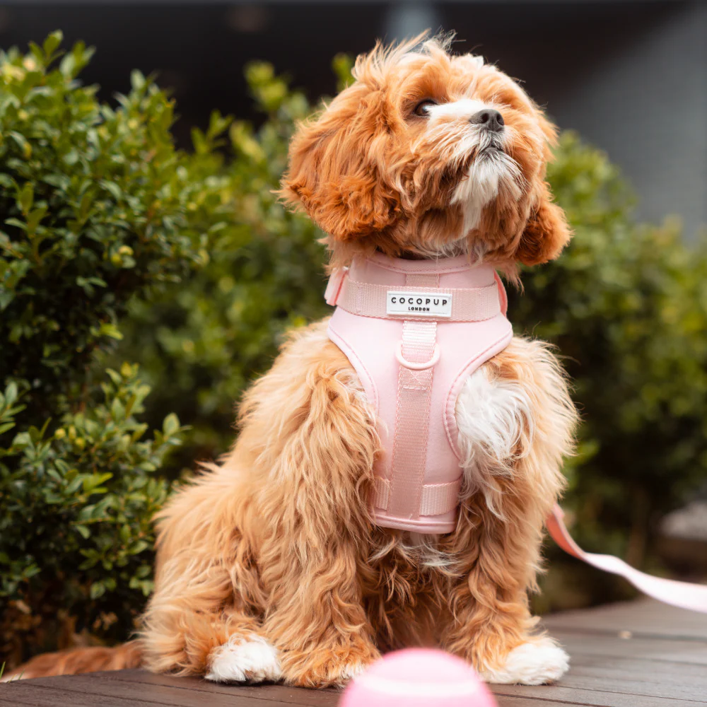 NAKD Adjustable Neck Harness - Candyfloss - Image 7