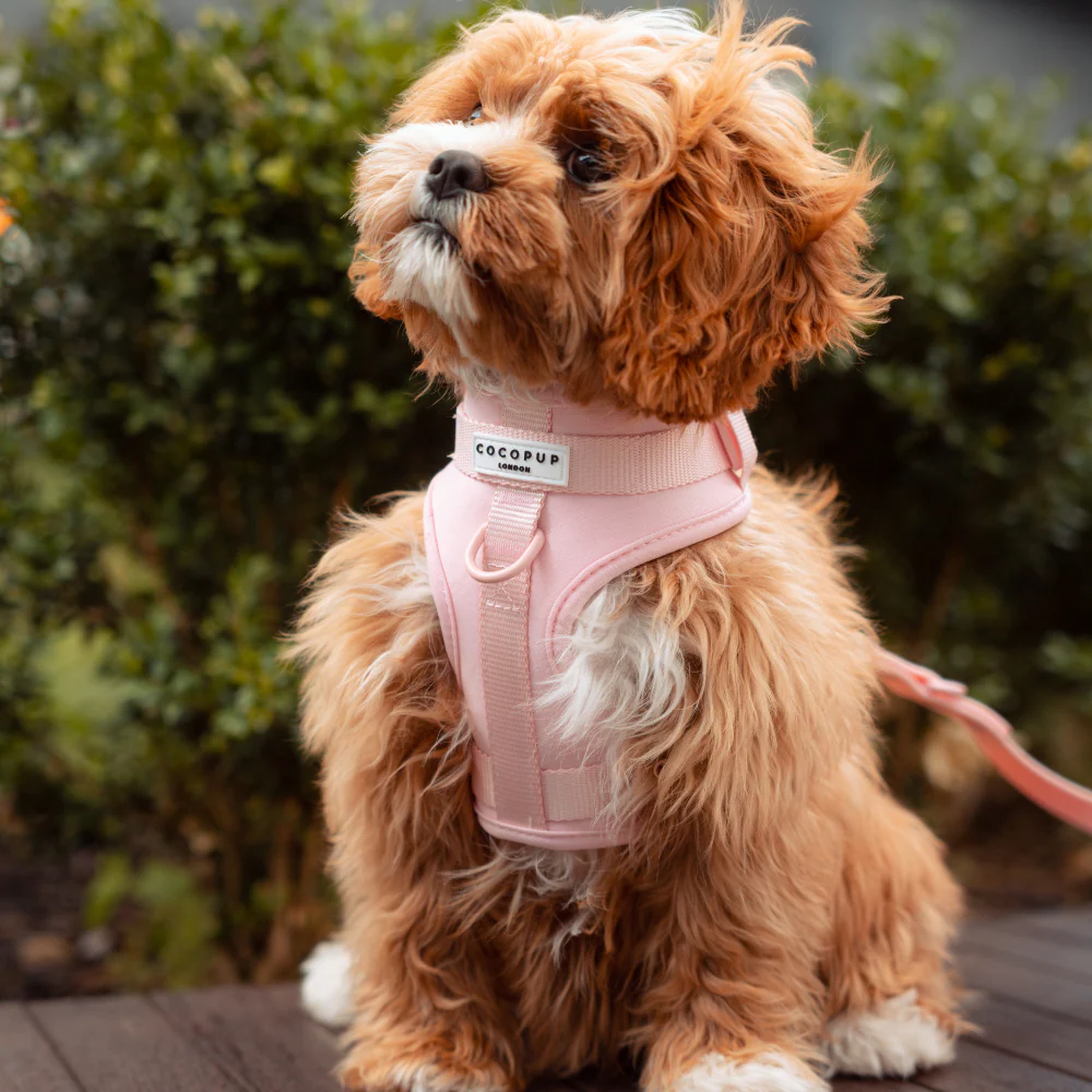NAKD Adjustable Neck Harness - Candyfloss - Image 9
