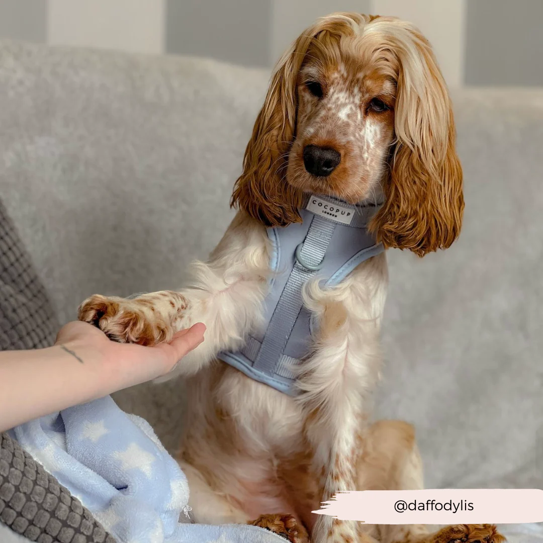 NAKD Adjustable Neck Harness, Lead, Collar and Poop Bag Holder Bundle - Bubblegum - Image 10