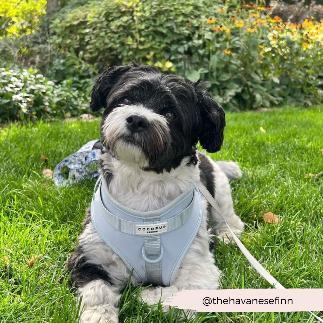NAKD Adjustable Neck Harness, Lead, Collar and Poop Bag Holder Bundle - Bubblegum - Image 9