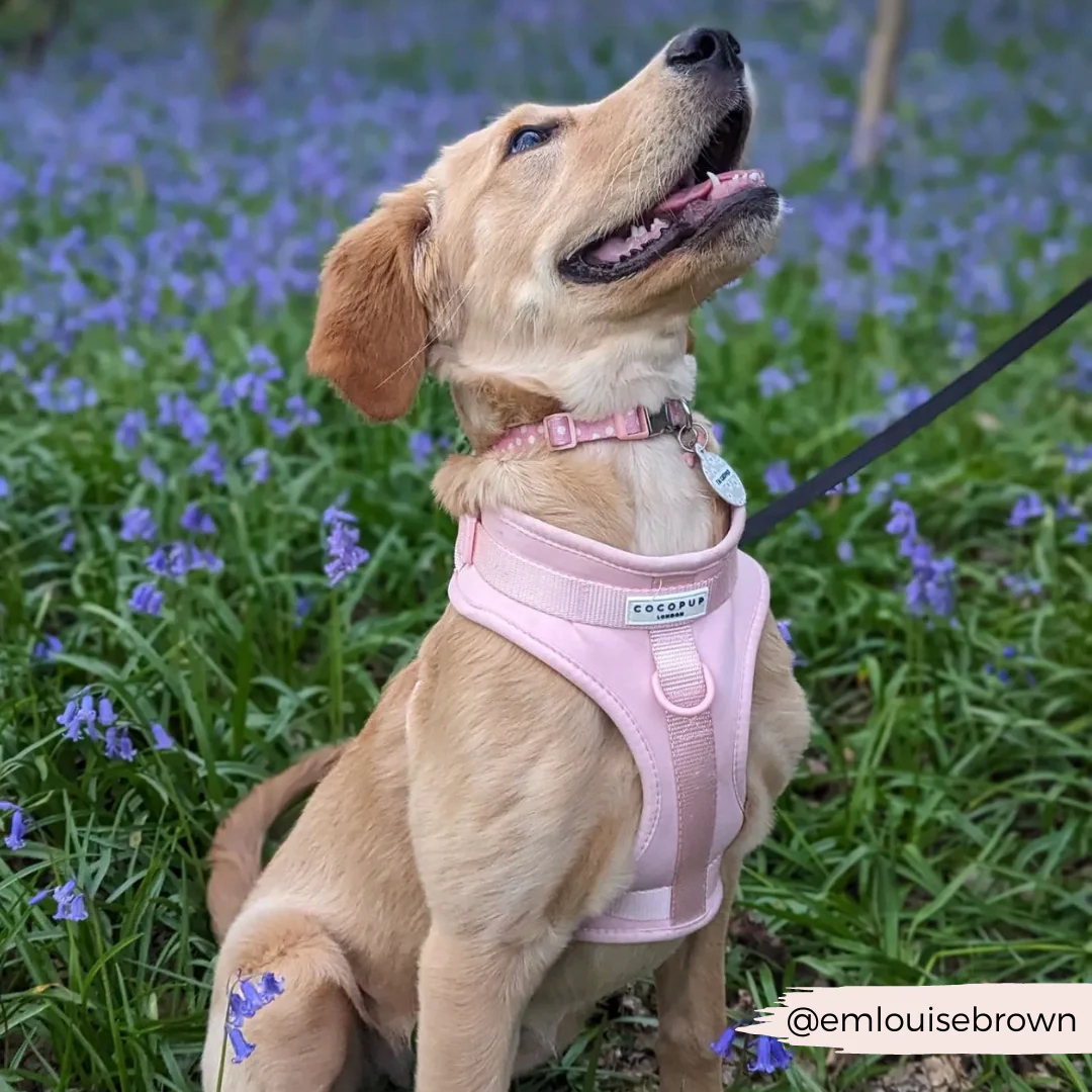 NAKD Adjustable Neck Harness, Lead, Collar & Poop Bag Holder Bundle - Candyfloss - Image 13