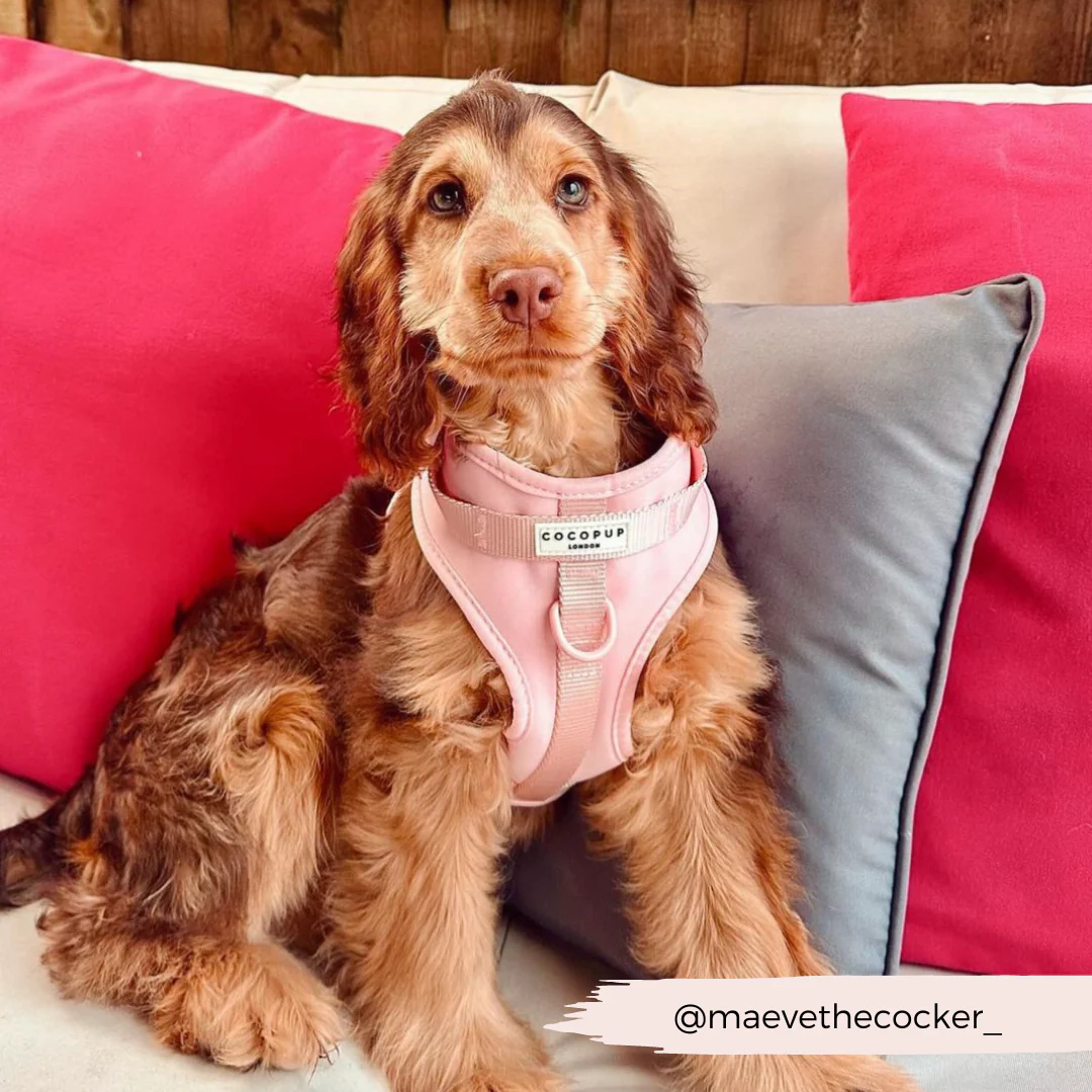 NAKD Adjustable Neck Harness, Lead, Collar & Poop Bag Holder Bundle - Candyfloss - Image 14