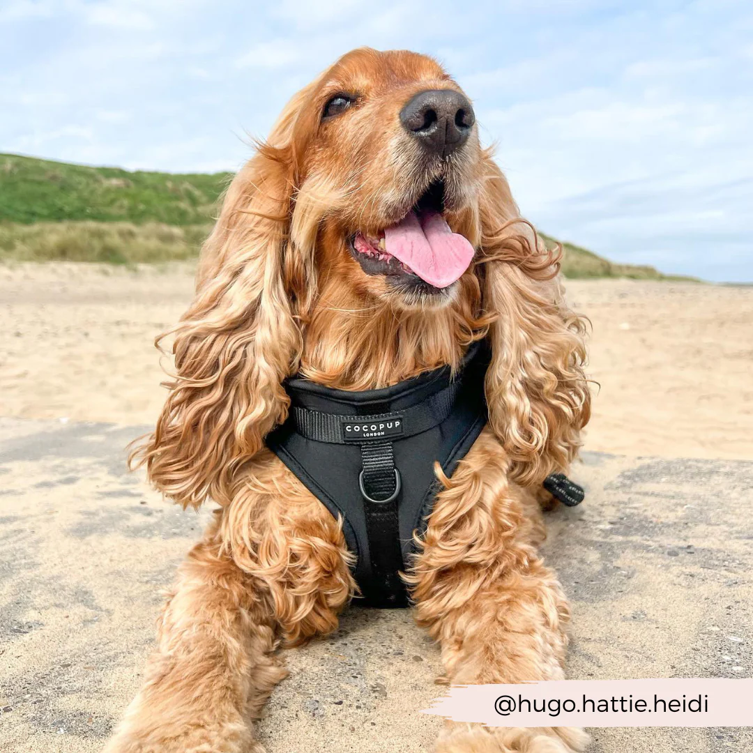 NAKD Adjustable Neck Harness, Lead, Collar & Poop Bag Holder Bundle - Liquorice - Image 10