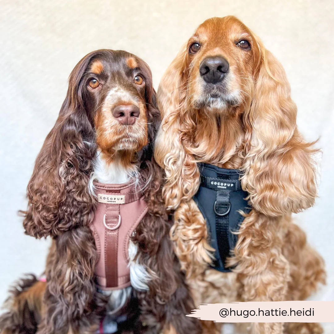 NAKD Adjustable Neck Harness, Lead, Collar & Poop Bag Holder Bundle - Liquorice - Image 11