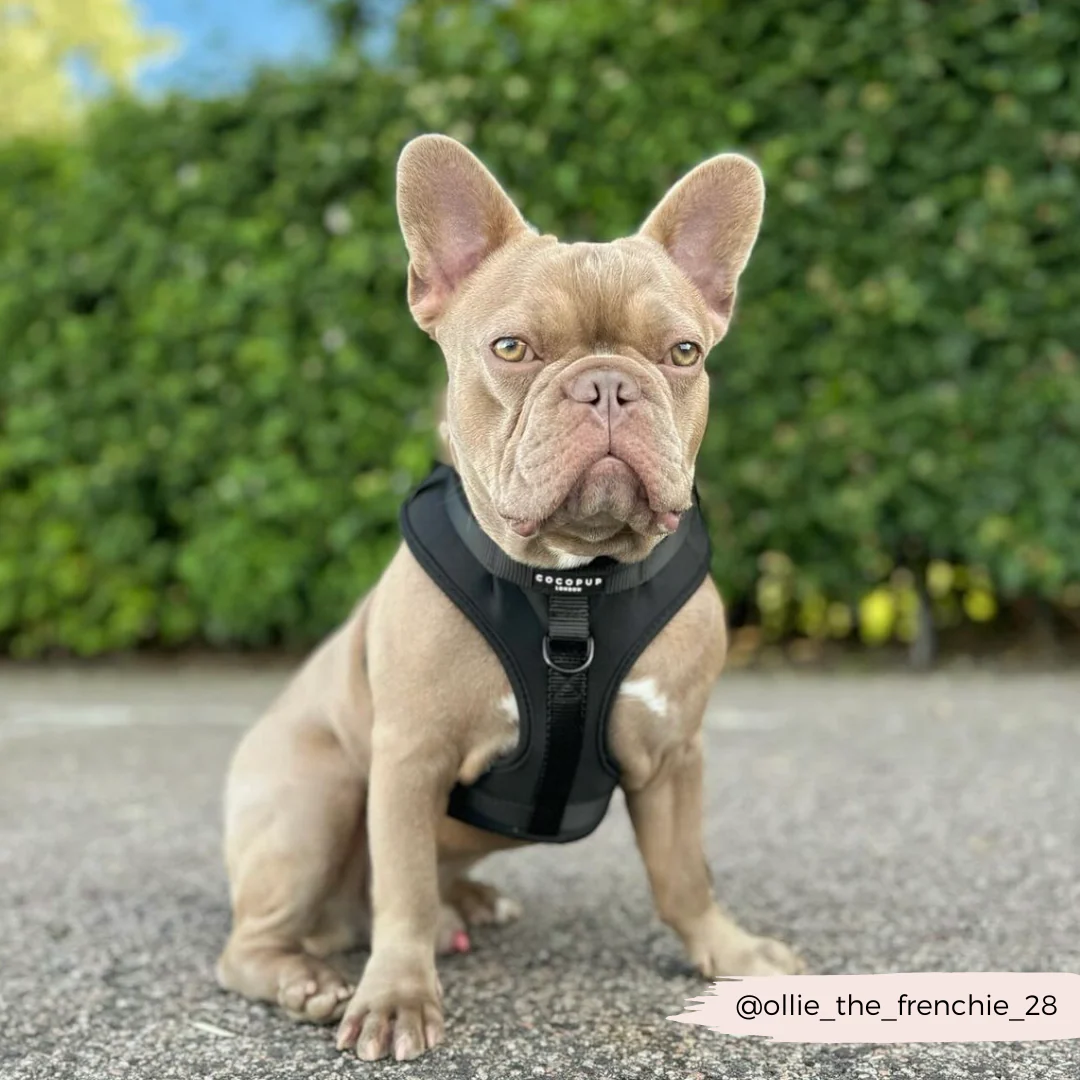 NAKD Adjustable Neck Harness, Lead, Collar & Poop Bag Holder Bundle - Liquorice - Image 9
