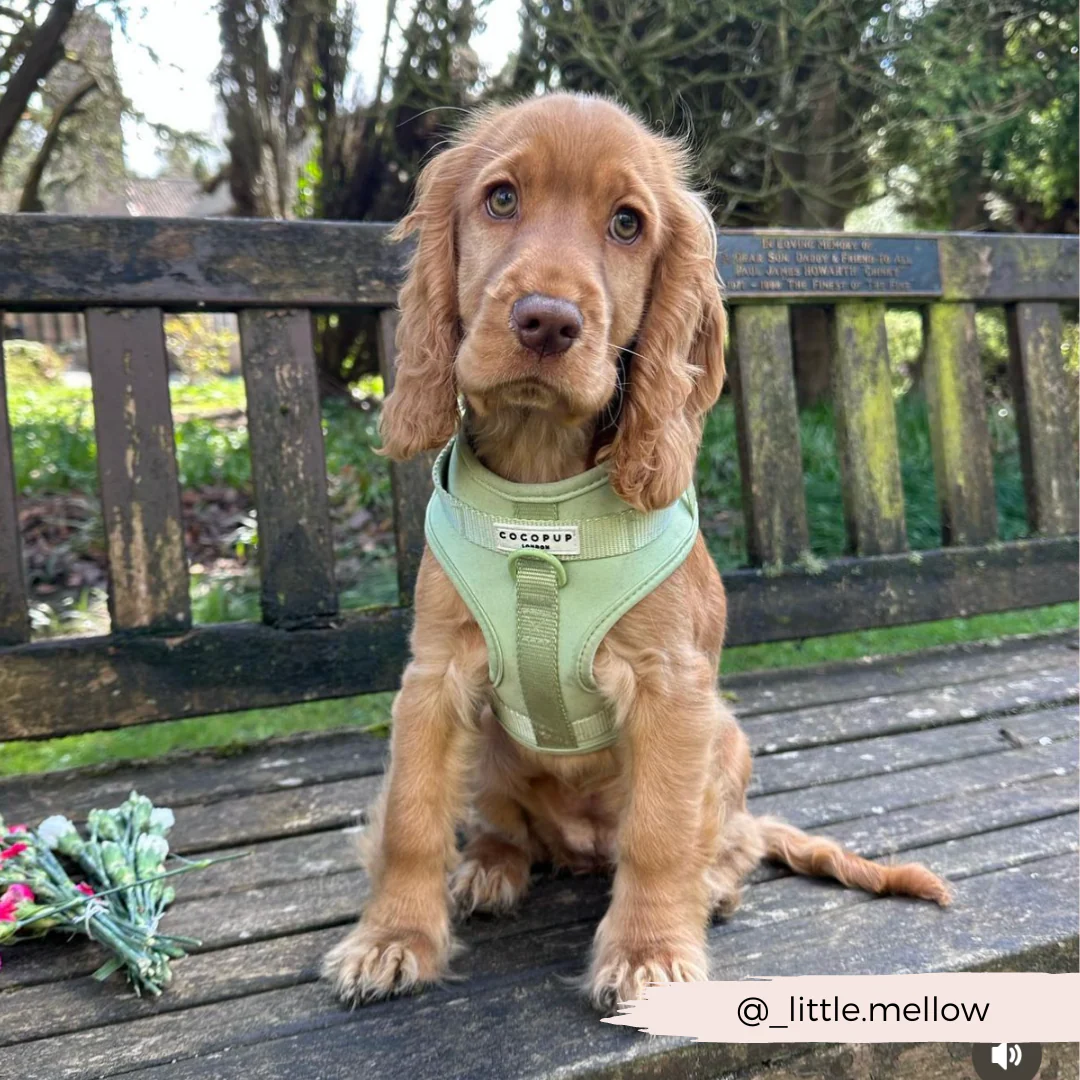 NAKD Adjustable Neck Harness, Lead, Collar & Poop Bag Holder Bundle - Matcha - Image 12