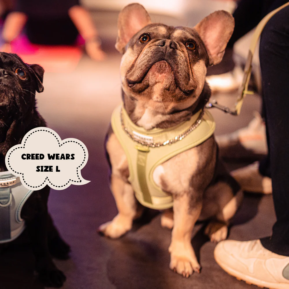 NAKD Adjustable Neck Harness, Lead, Collar & Poop Bag Holder Bundle - Matcha - Image 14