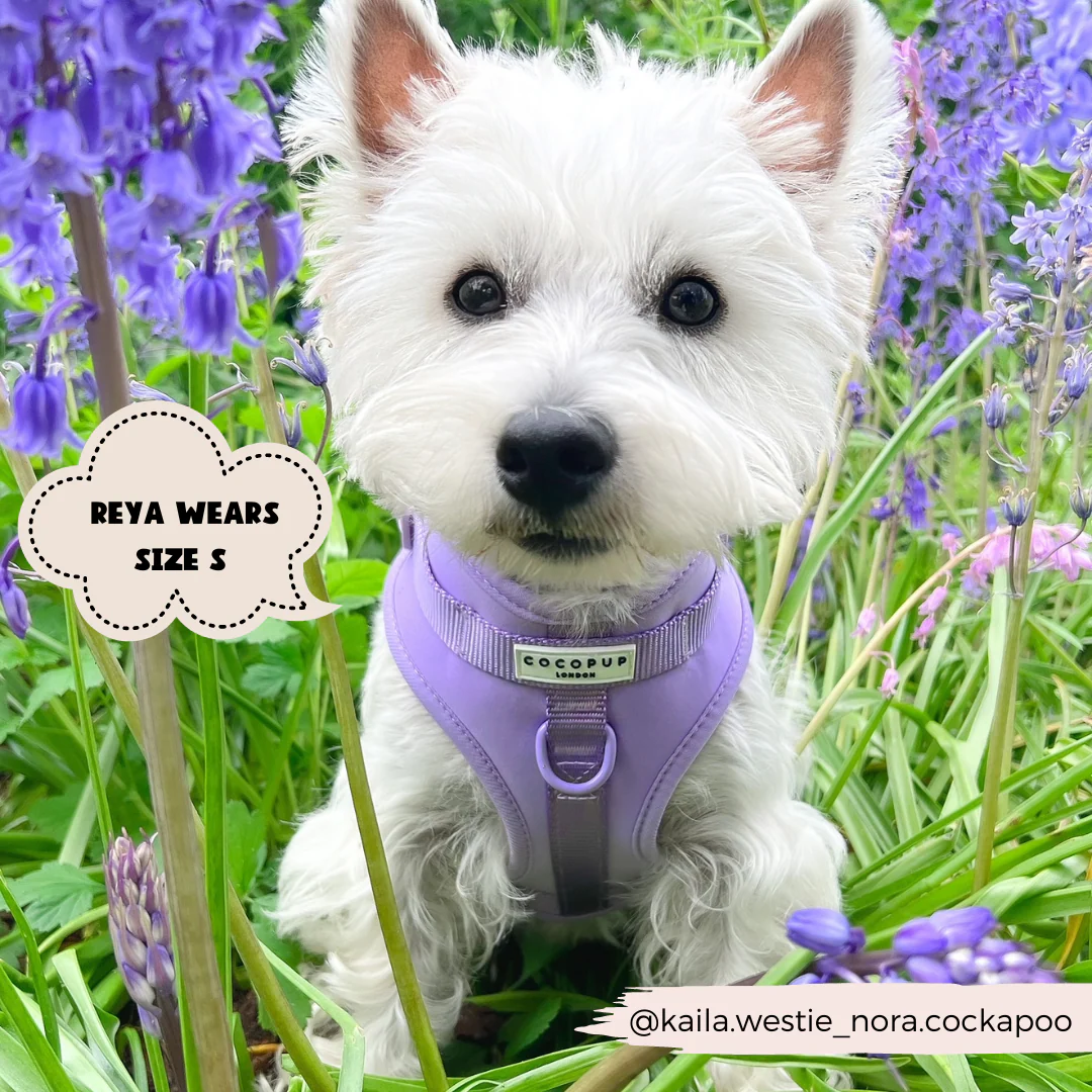 NAKD Adjustable Neck Harness, Lead, Collar & Poop Bag Holder Bundle - Parma Violets - Image 10