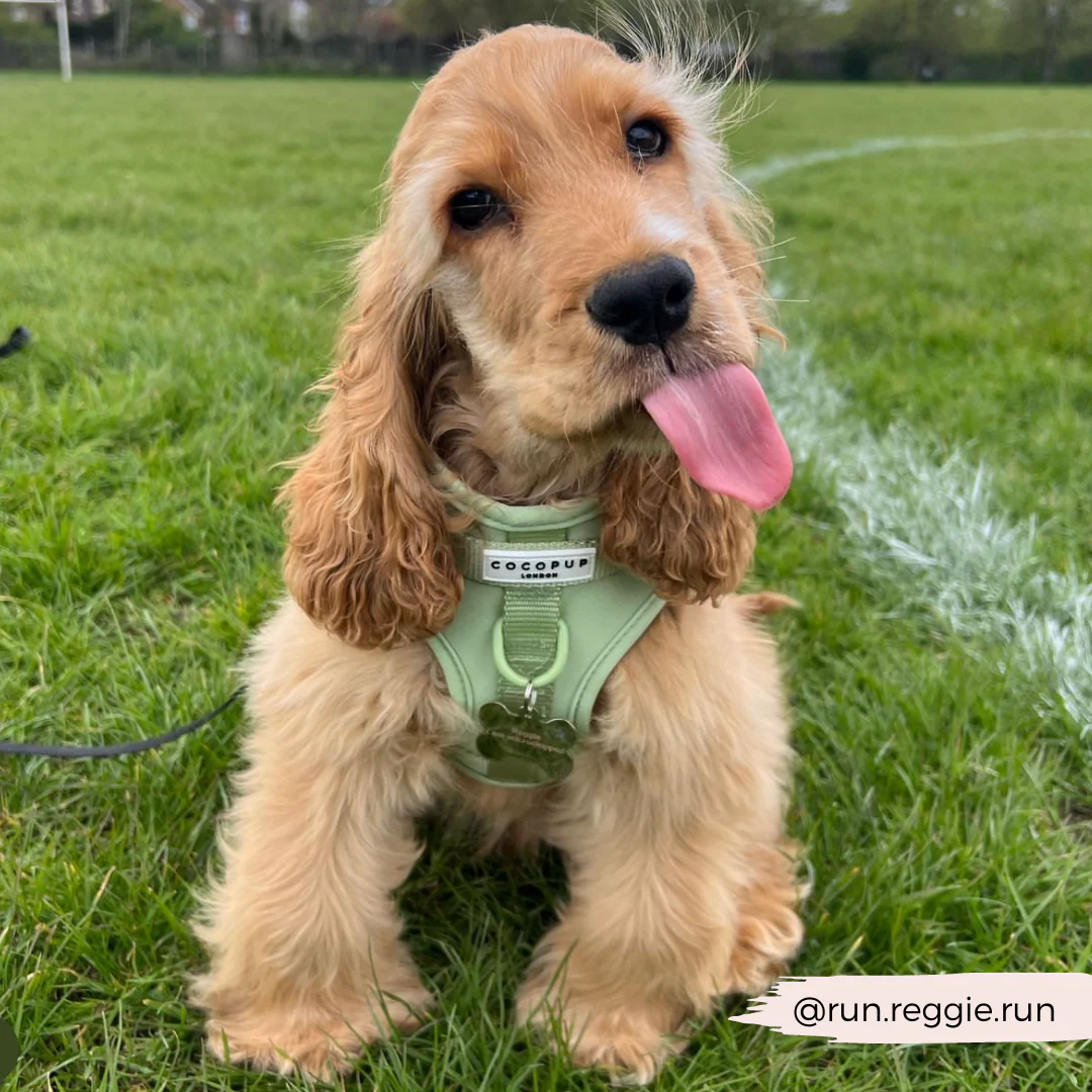 NAKD Adjustable Neck Harness - Matcha - Image 10
