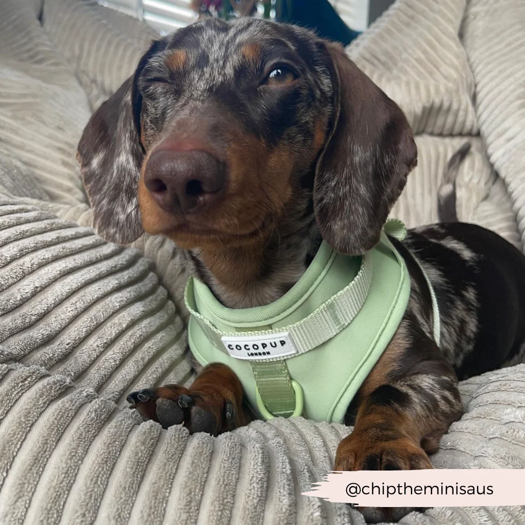 NAKD Adjustable Neck Harness - Matcha - Image 17