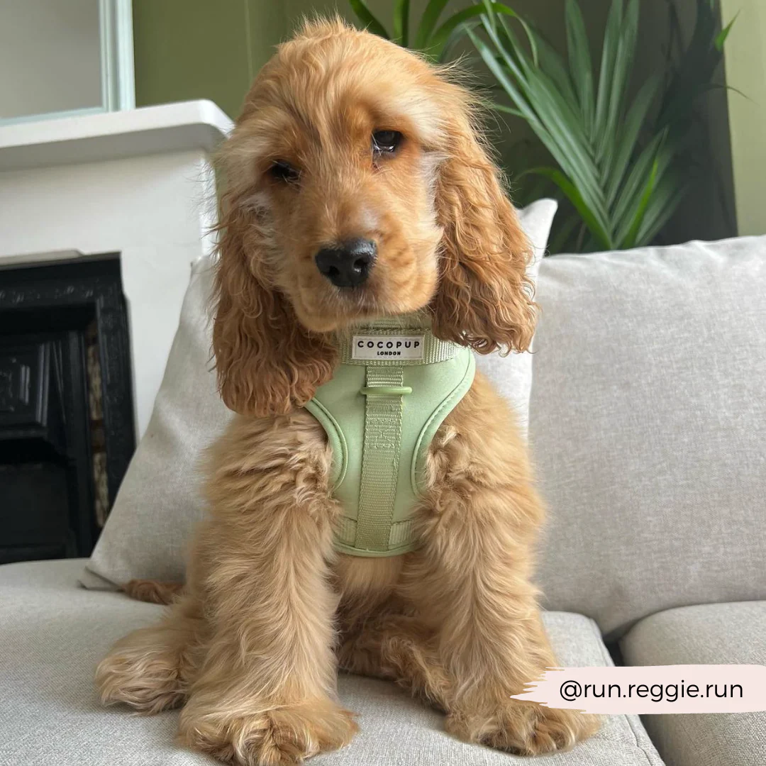 NAKD Adjustable Neck Harness - Matcha - Image 9