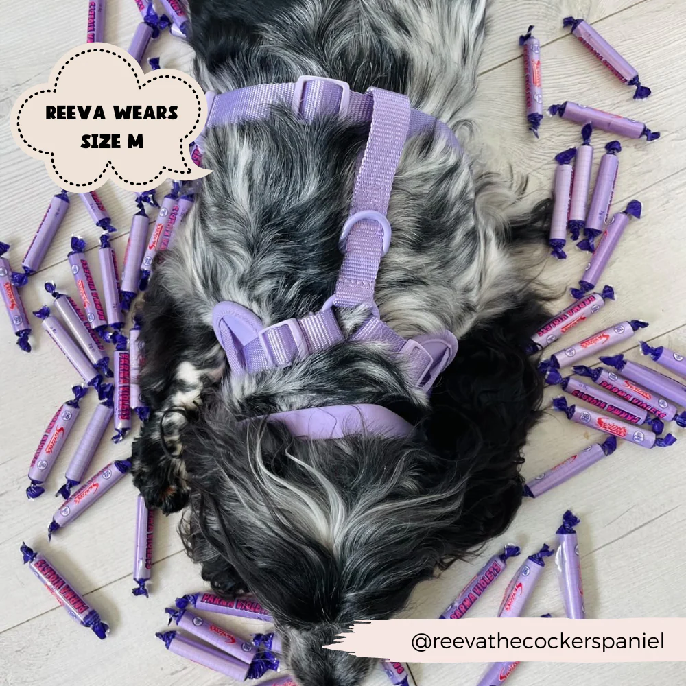 NAKD Adjustable Neck Harness - Parma Violets - Image 11