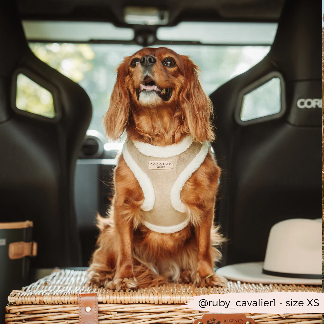 Nude Aviator Adjustable Neck Harness, Lead & Collar Bundle - Image 9