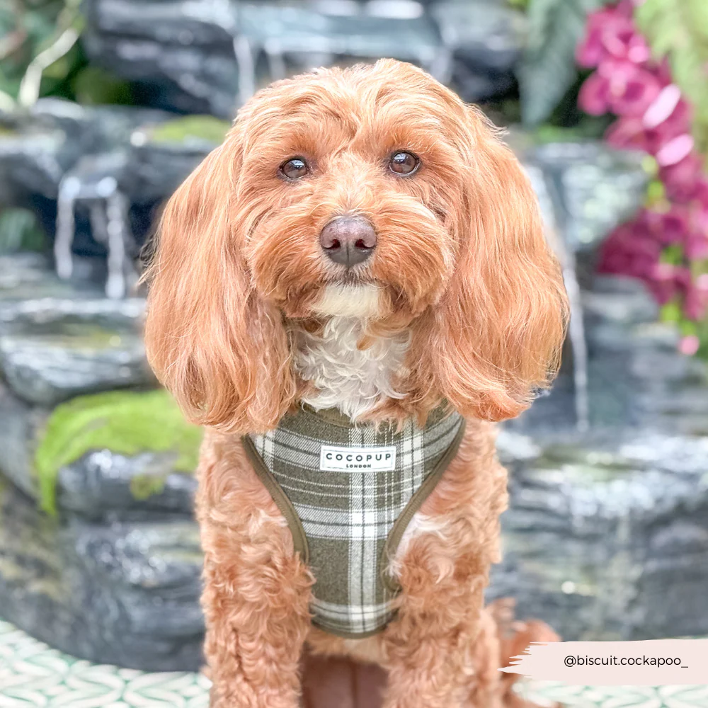 Olive Check Adjustable Neck Harness, Lead & Collar Bundle - Image 12