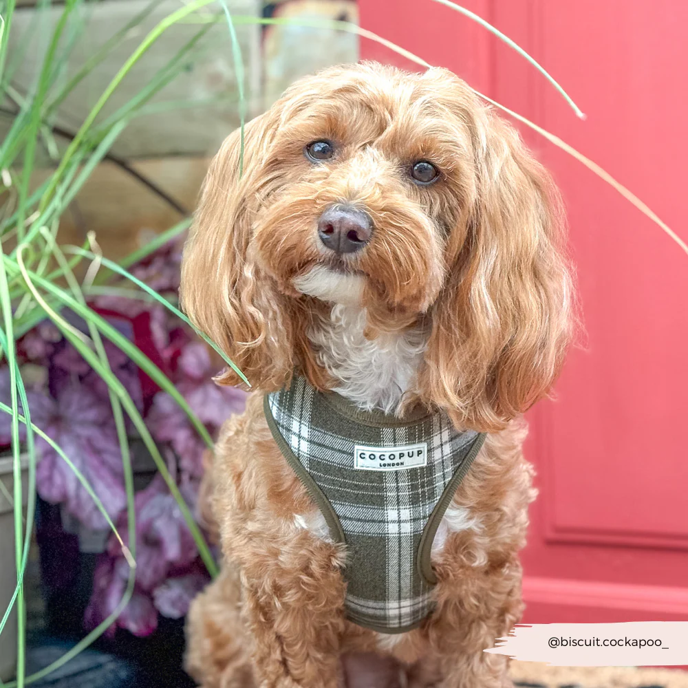 Olive Check Adjustable Neck Harness, Lead & Collar Bundle - Image 16