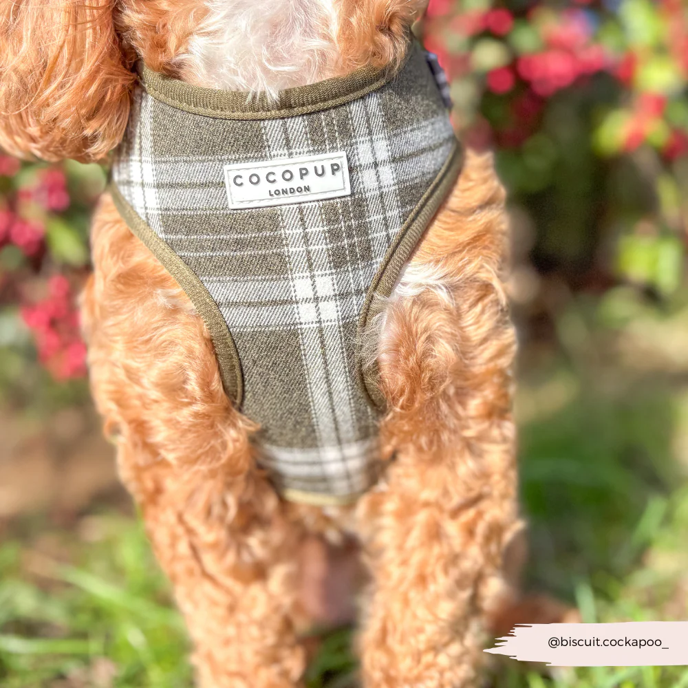 Olive Check Adjustable Neck Harness, Lead & Collar Bundle - Image 18