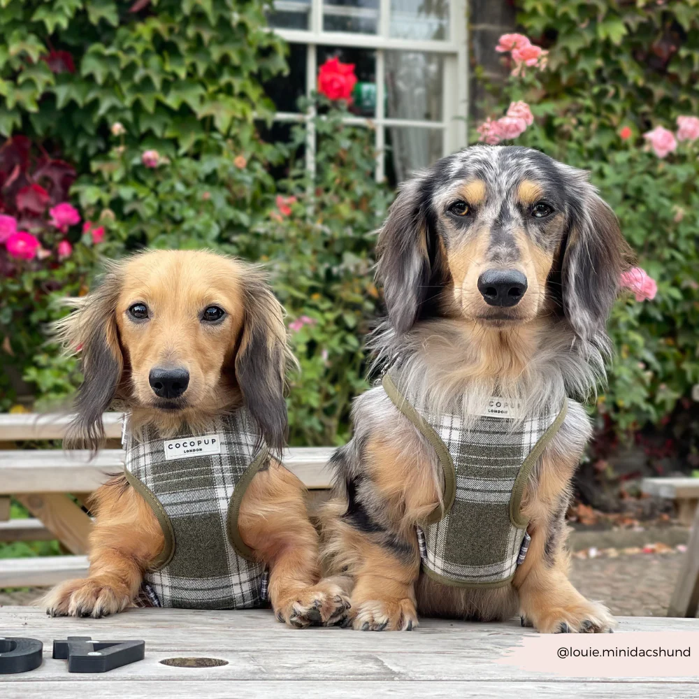 Olive Check Adjustable Neck HARNESS - Image 9
