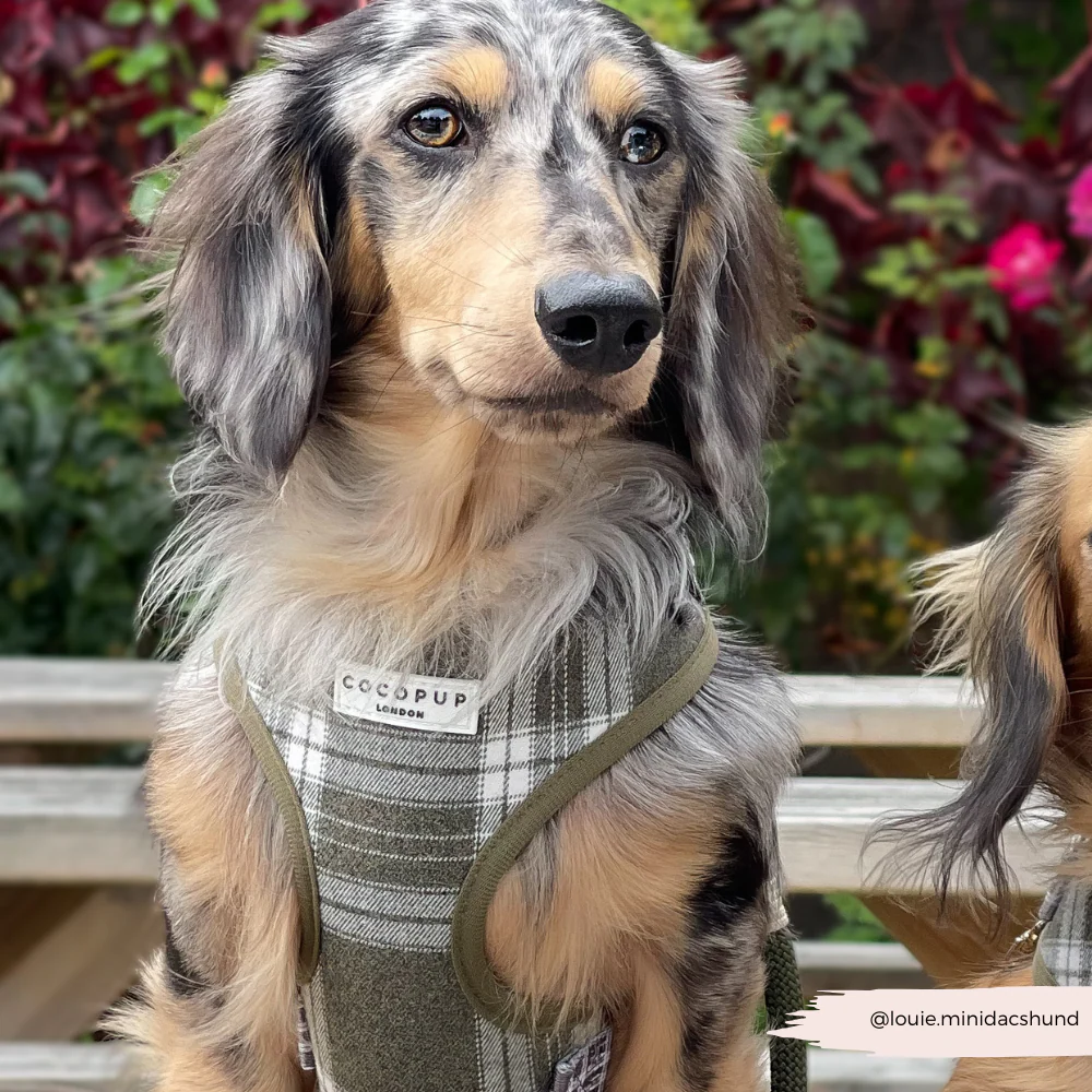Olive Check Adjustable Neck HARNESS - Image 7