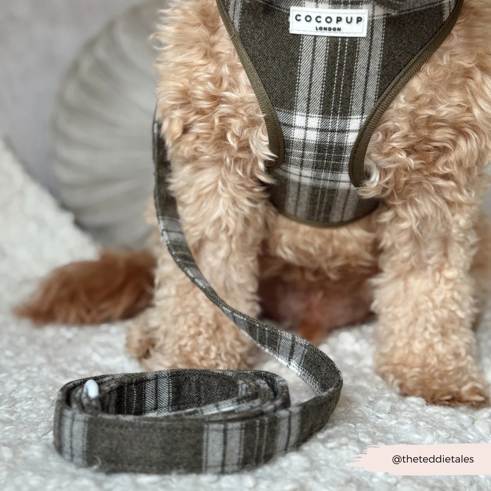 Olive Check Lead - Image 4