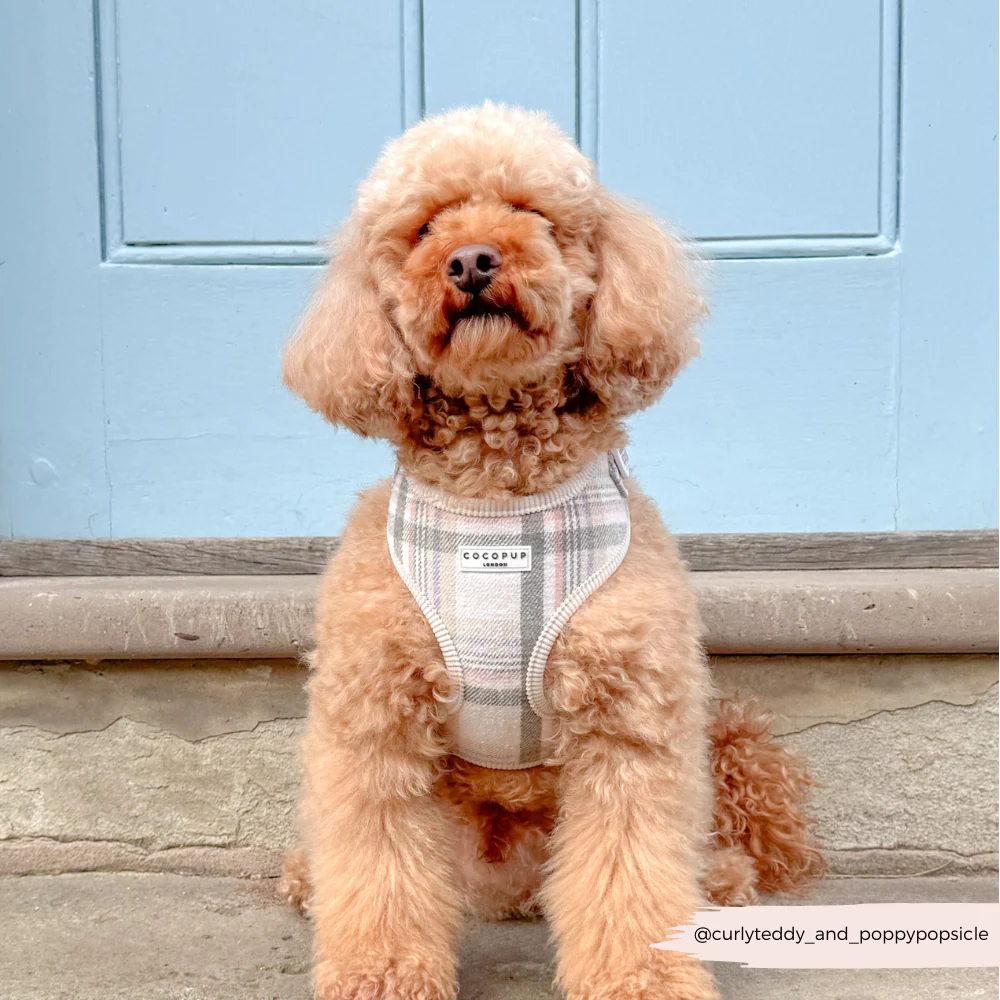 Oxford Plaid Adjustable Neck HARNESS - Image 9