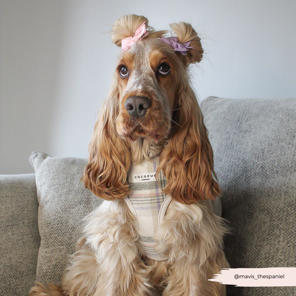 Oxford Plaid Adjustable Neck Harness, Lead & Collar Bundle - Image 14