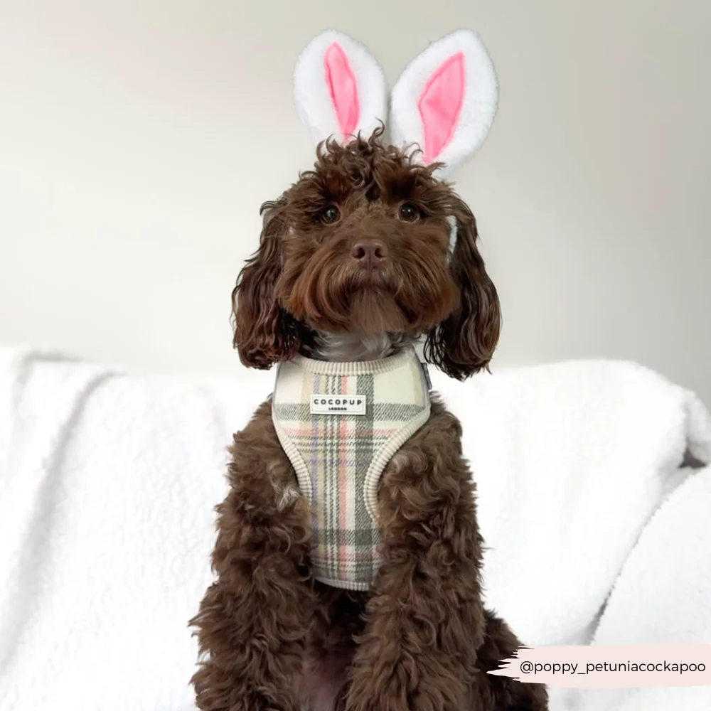 Oxford Plaid Adjustable Neck Harness, Lead & Collar Bundle - Image 24