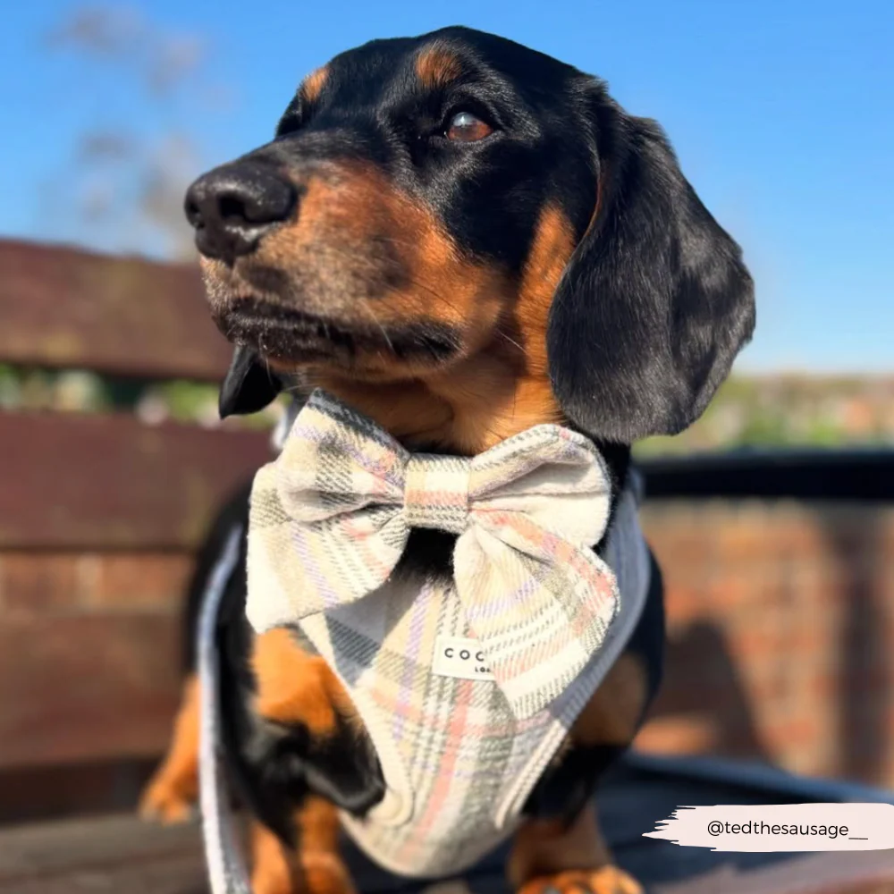 Oxford Plaid Sailor Bow Tie - Image 10