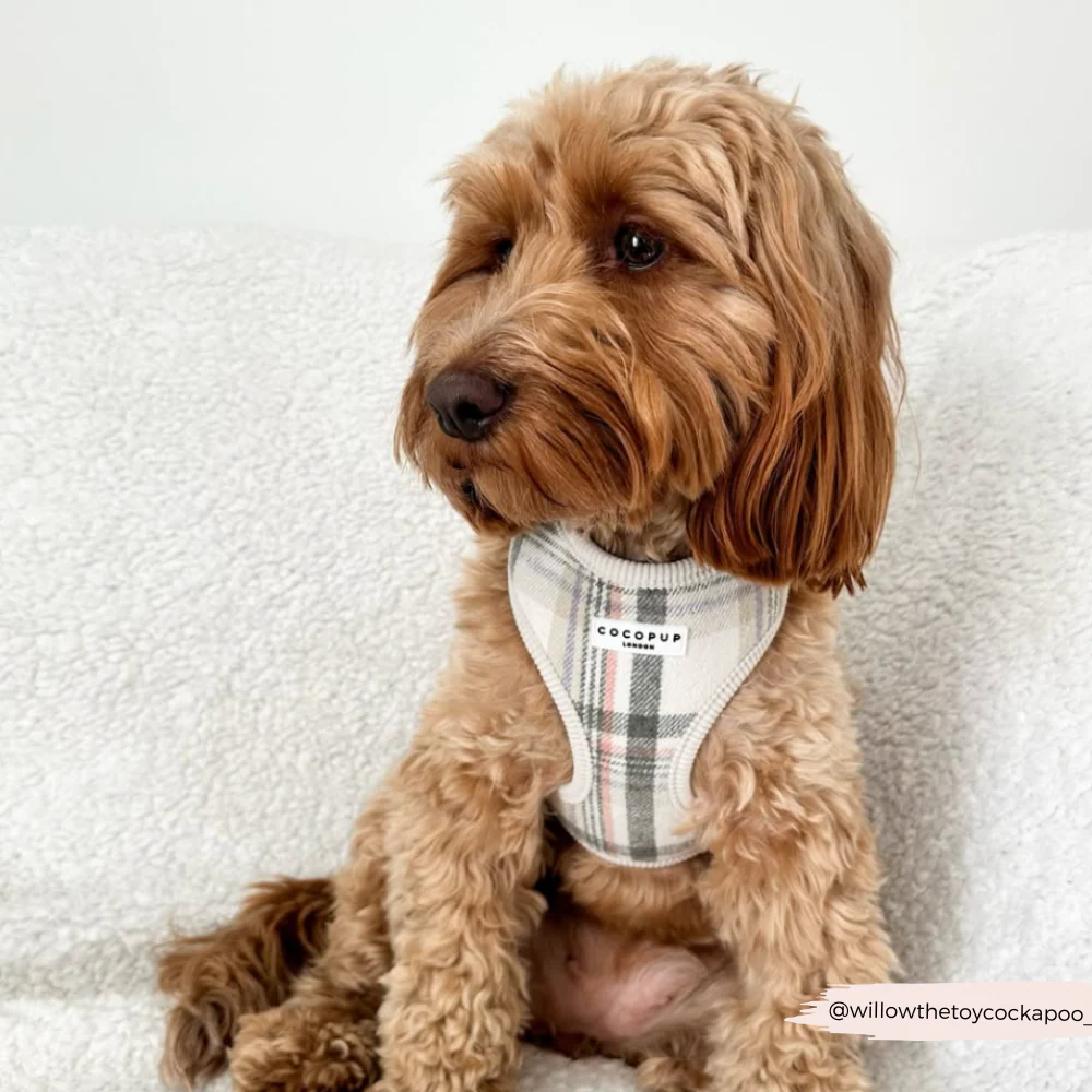 Oxford Plaid Adjustable Neck Harness, Lead & Collar Bundle - Image 28